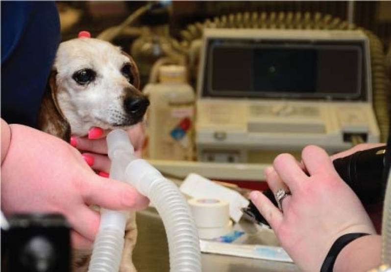 Emergência para Cães