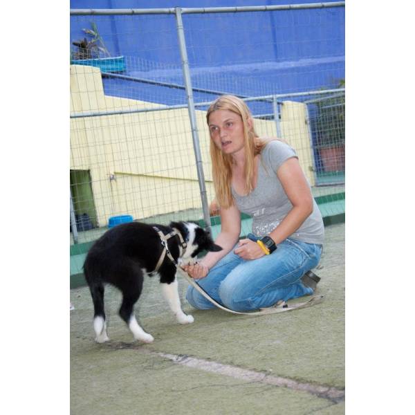 Empresa de Adestradores de Cachorros