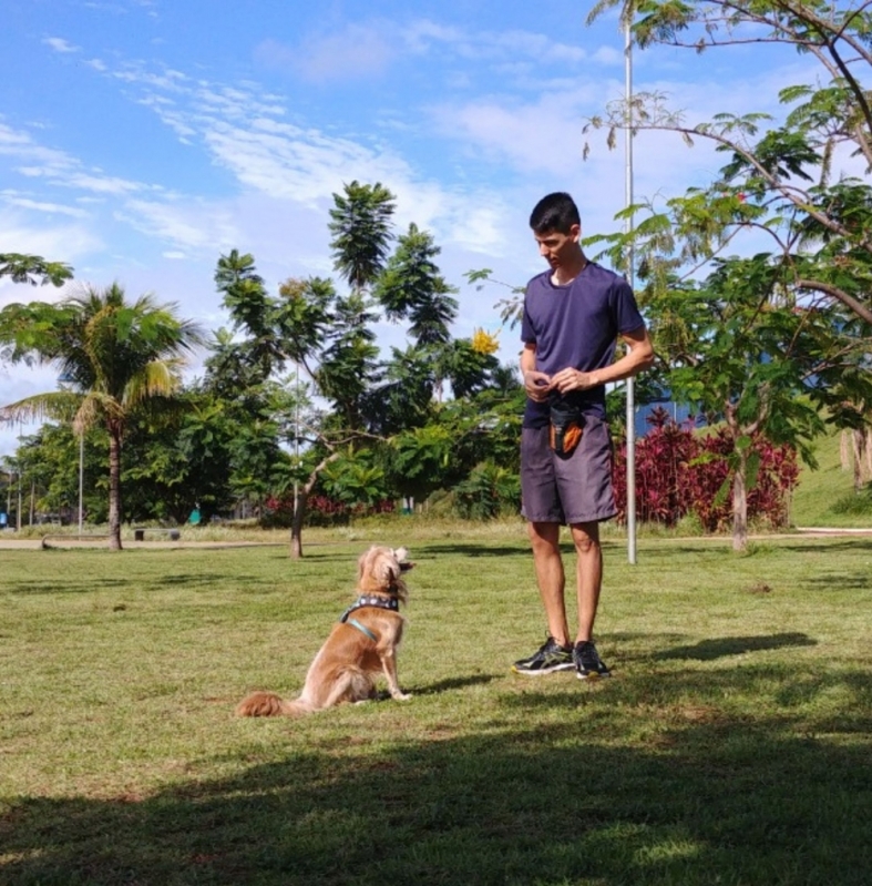 Ensinar Cachorro a Fazer Necessidades no Lugar Certo
