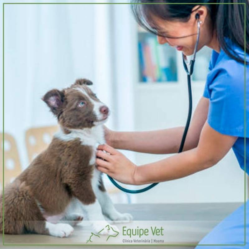 Exame de Sangue Veterinário