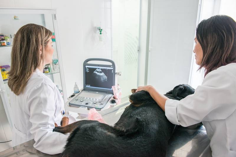 Exame Ultrassom Cachorro