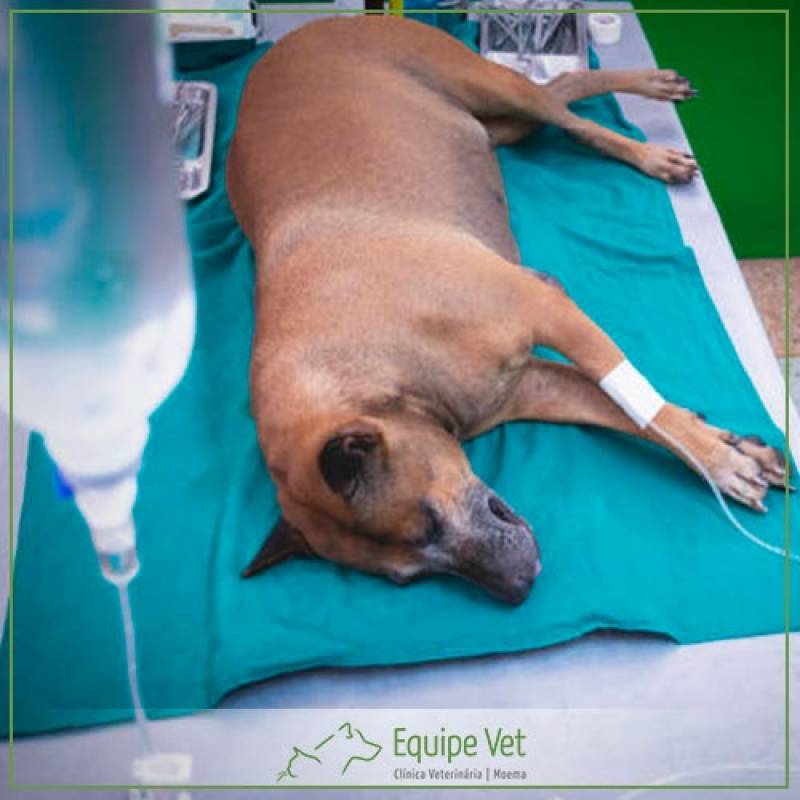 Exame Ultrassom Veterinário