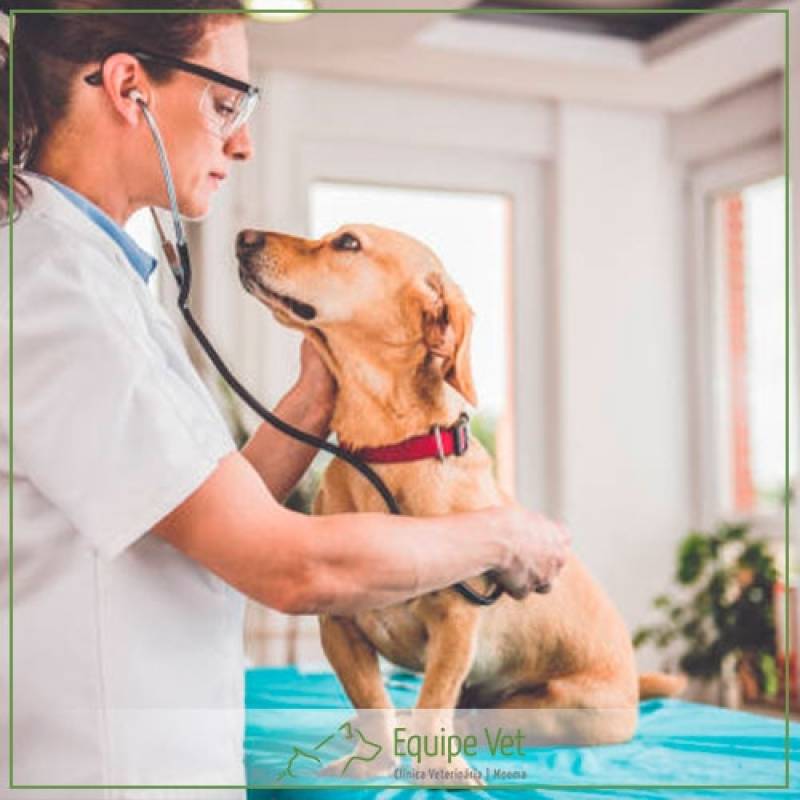exame laboratorial veterinario blog