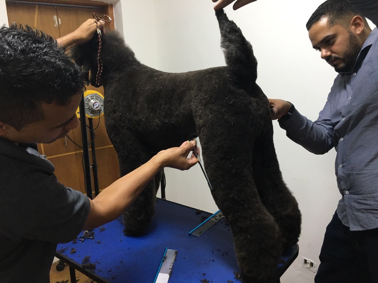 Hand-Stripping Golden Retriever