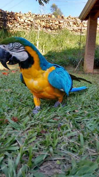 Hospital Veterinário para Animais Silvestres