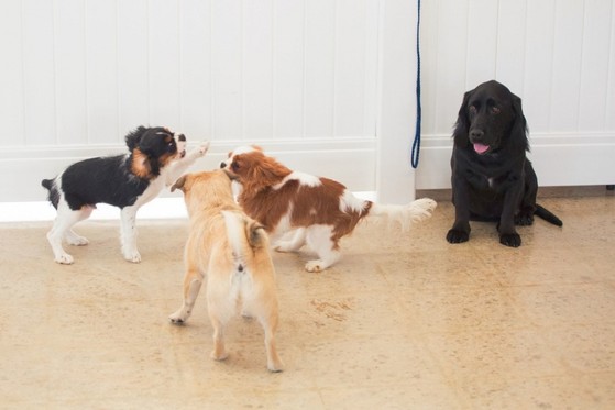 Hotel e Creche para Cachorro