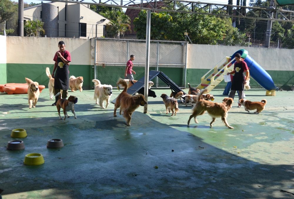 Hotel para Cachorro Diária