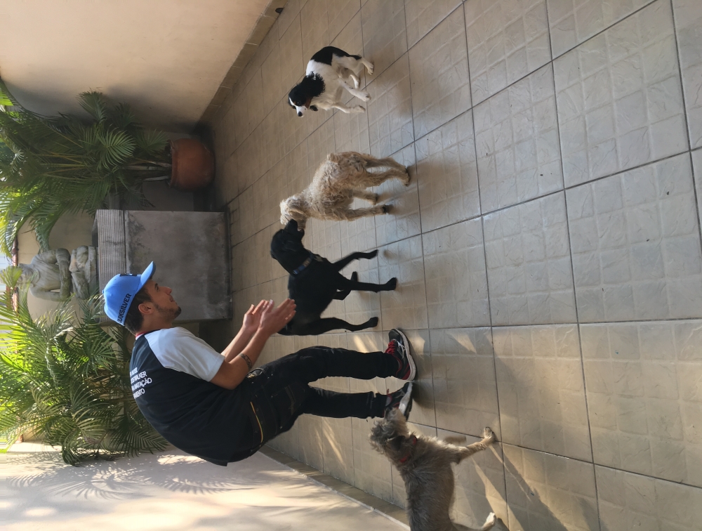 Hotel para Cachorro em São Paulo