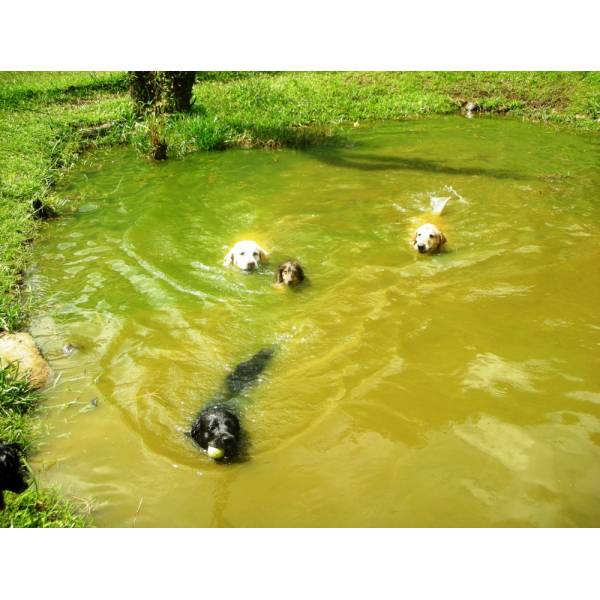 Hotel para Cachorro Quanto Custa