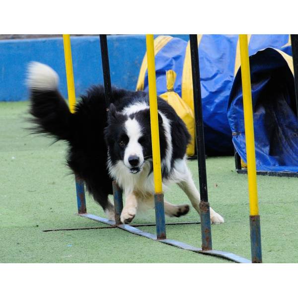 Hotel para Cães em Pinheiros