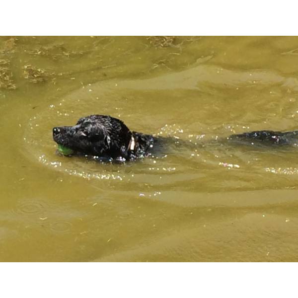 Hotel para Cães na Vila Olímpia