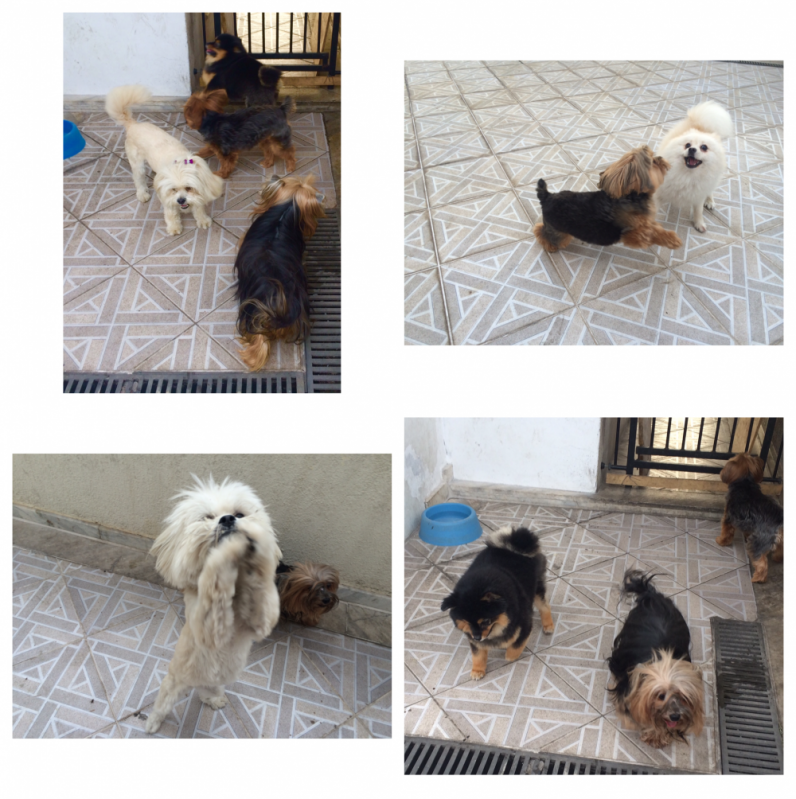 Hotel para Cães na Zona Norte