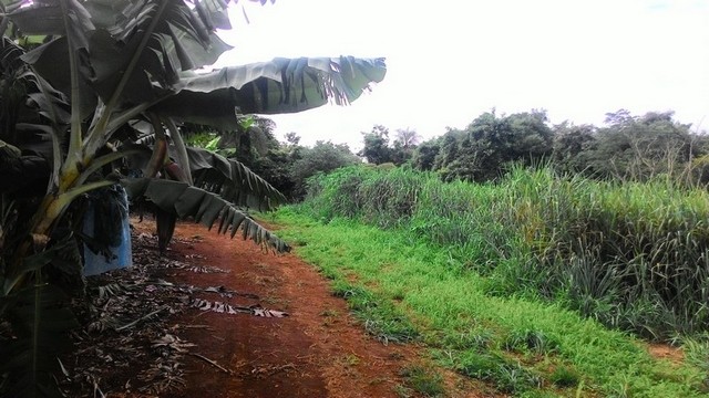 Licença Ambiental Prévia