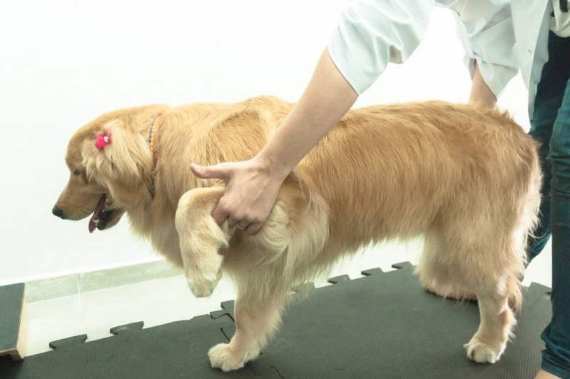 Ortopedia em Cachorros