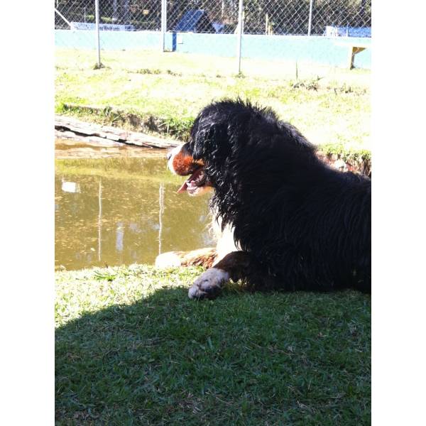 Quanto Custa Hotel para Cachorro