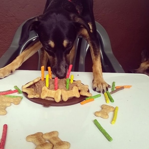 Serviço de Adestrador de Cachorro Preço