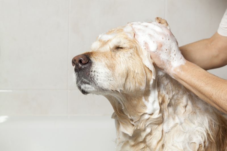 Serviço de Banho para Cachorros