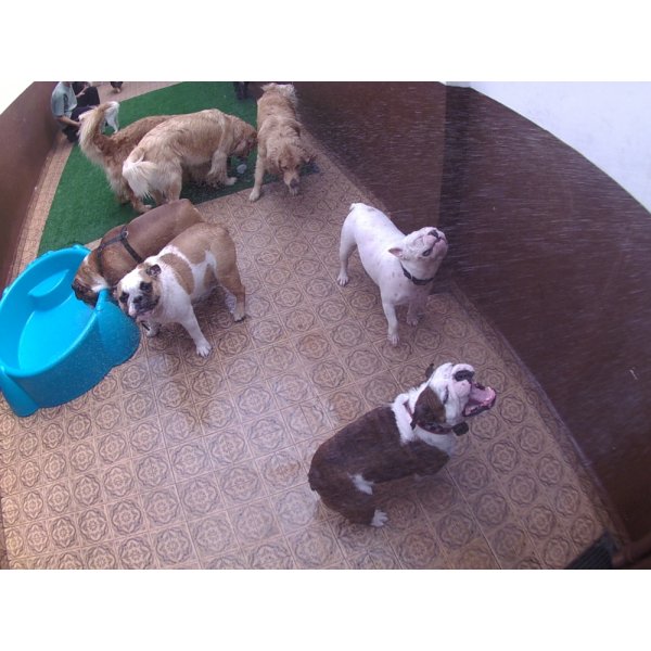 Serviço de Day Care para Cães