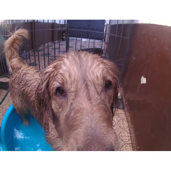 Serviço de Daycare para Cachorros