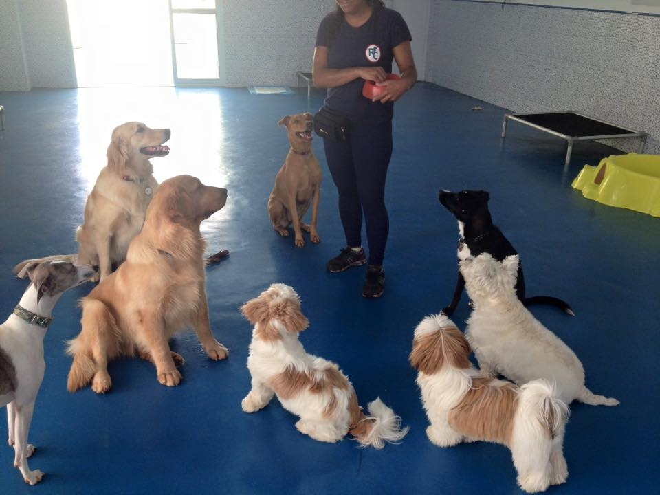 Serviço de Hotel para Cães