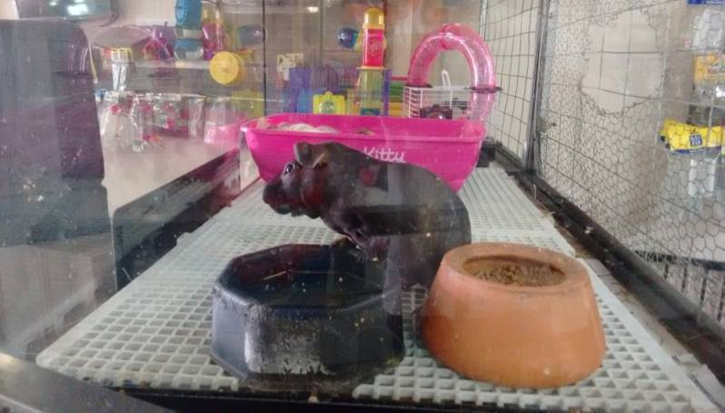 Serviço de Pet Shop para Animais Exóticos