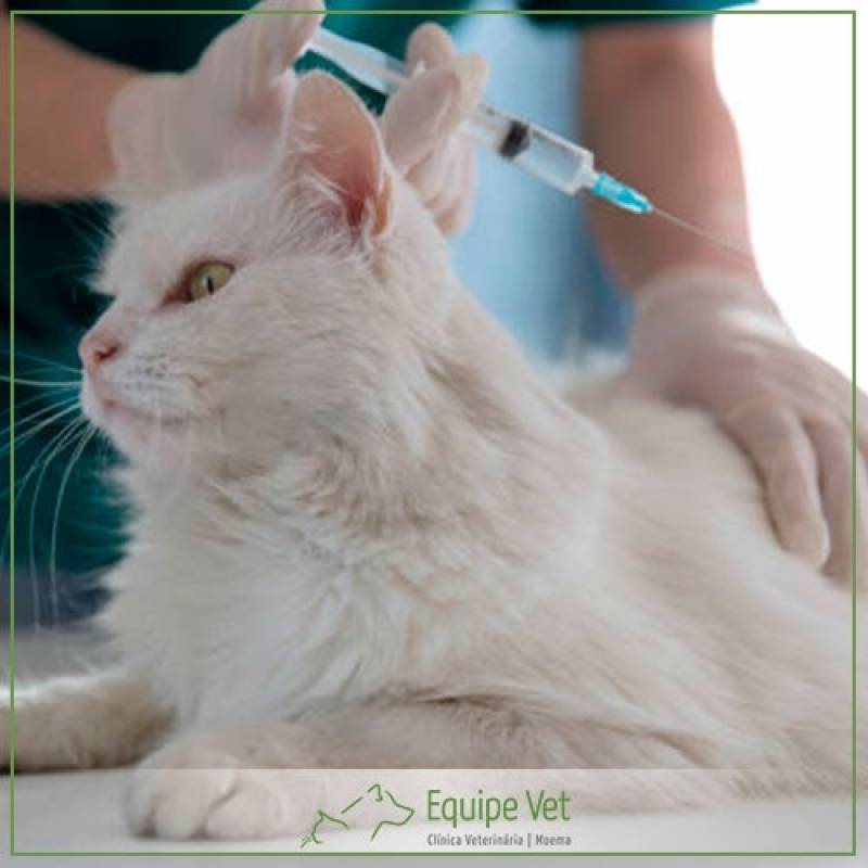 Vacina Antirrábica Animais
