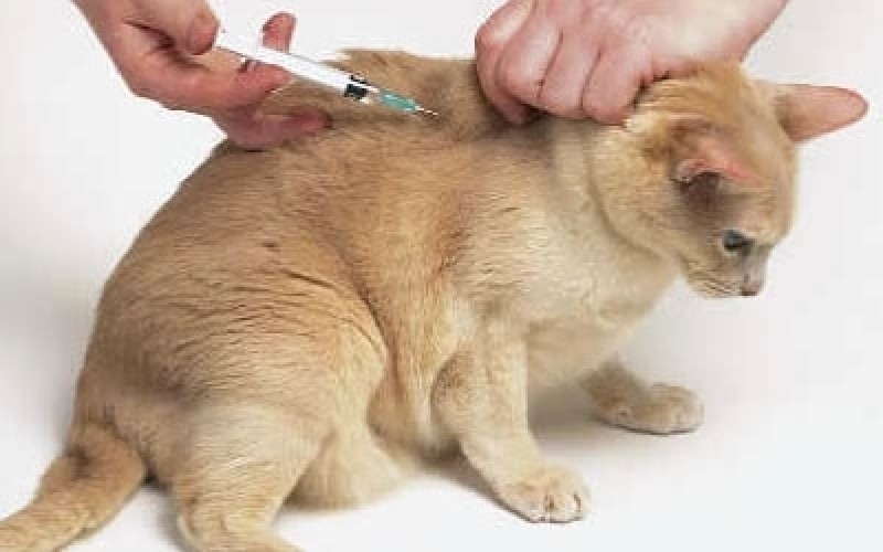 Vacina Múltipla Gatos