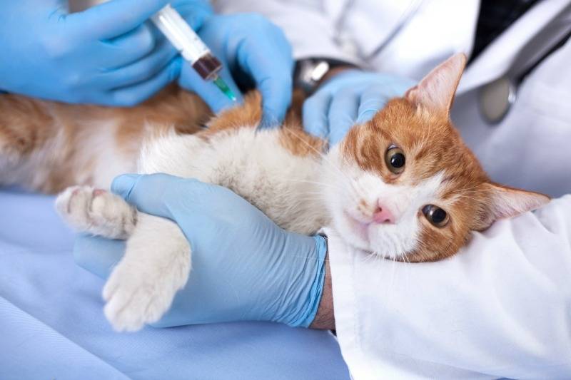 Vacinação para Animais de Estimação