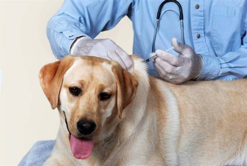 Vacinação para Cães e Gatos