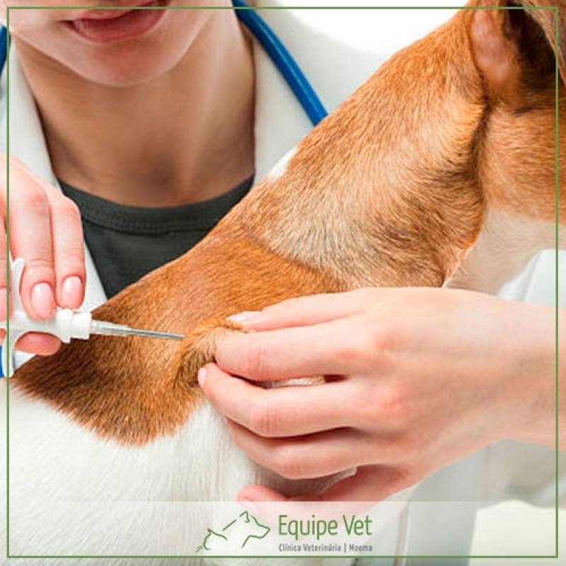 Vacinas em Animais de Estimação
