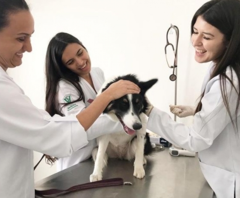 Veterinário 24 Hr