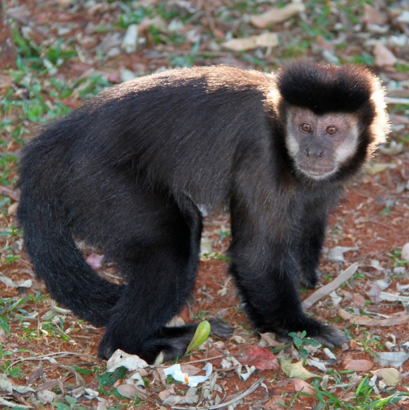 Veterinário para Betta