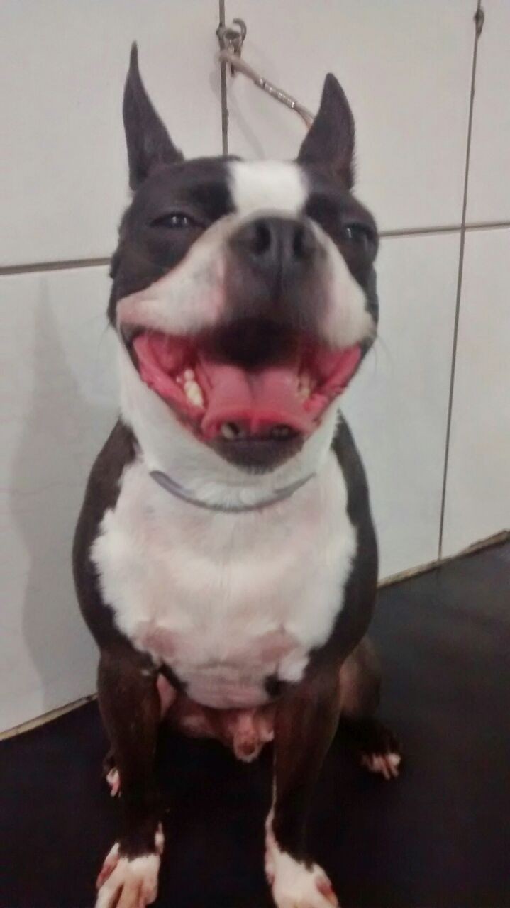 Veterinário para Bulldog Francês