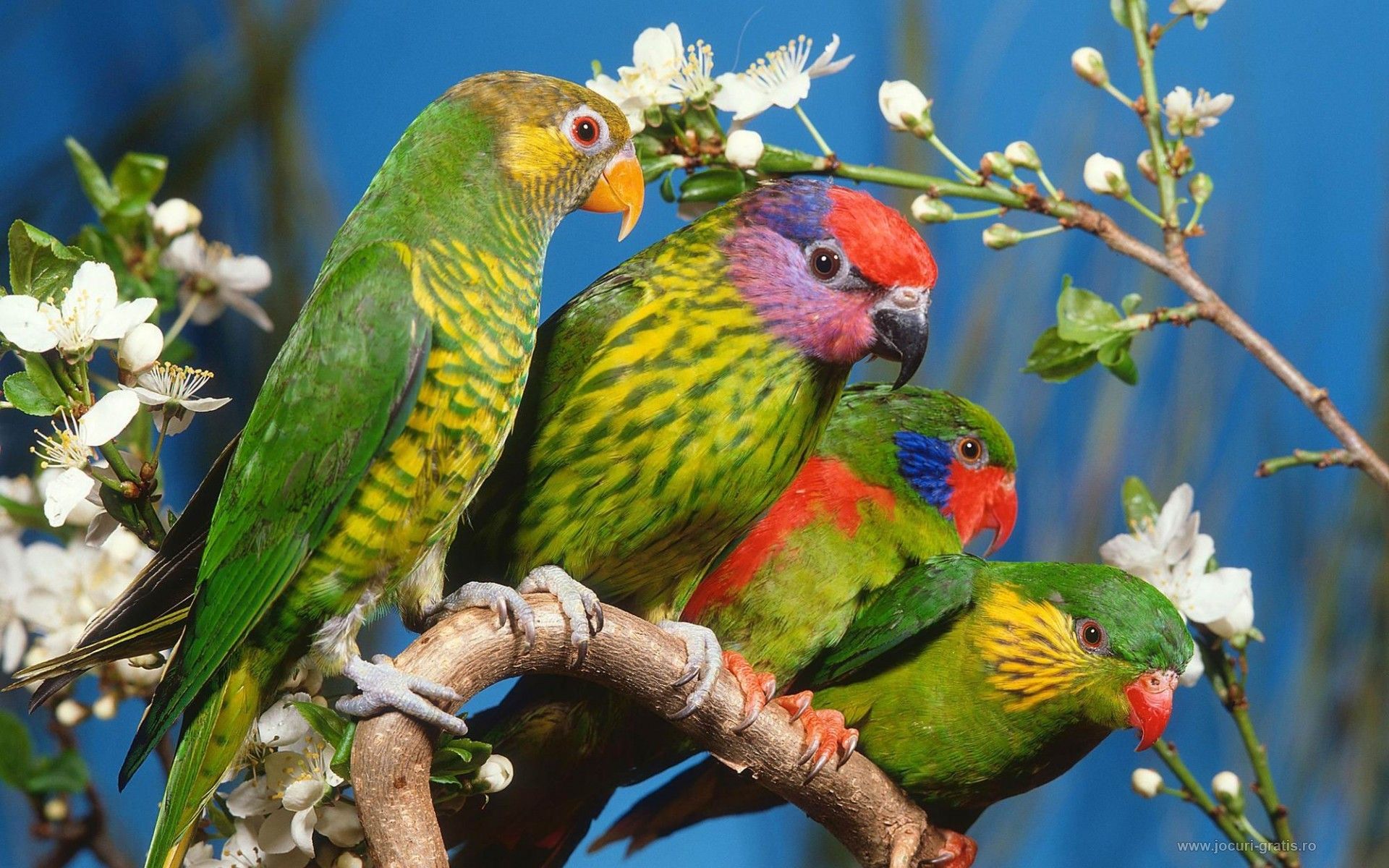 Veterinário para Lóris Arco-íris